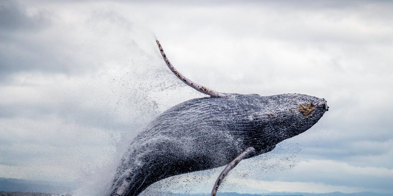 All About Whale Watching on Maui