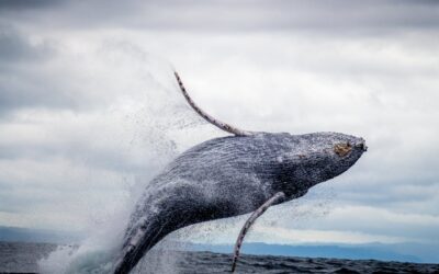 All About Whale Watching on Maui