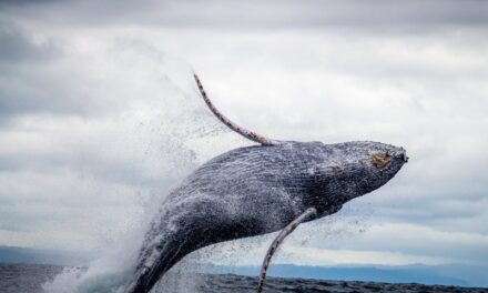 All About Whale Watching on Maui