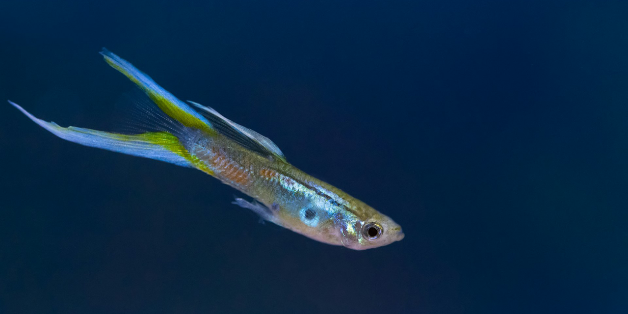 How To Care for Guppies: The Ultimate Guppy Care Sheet