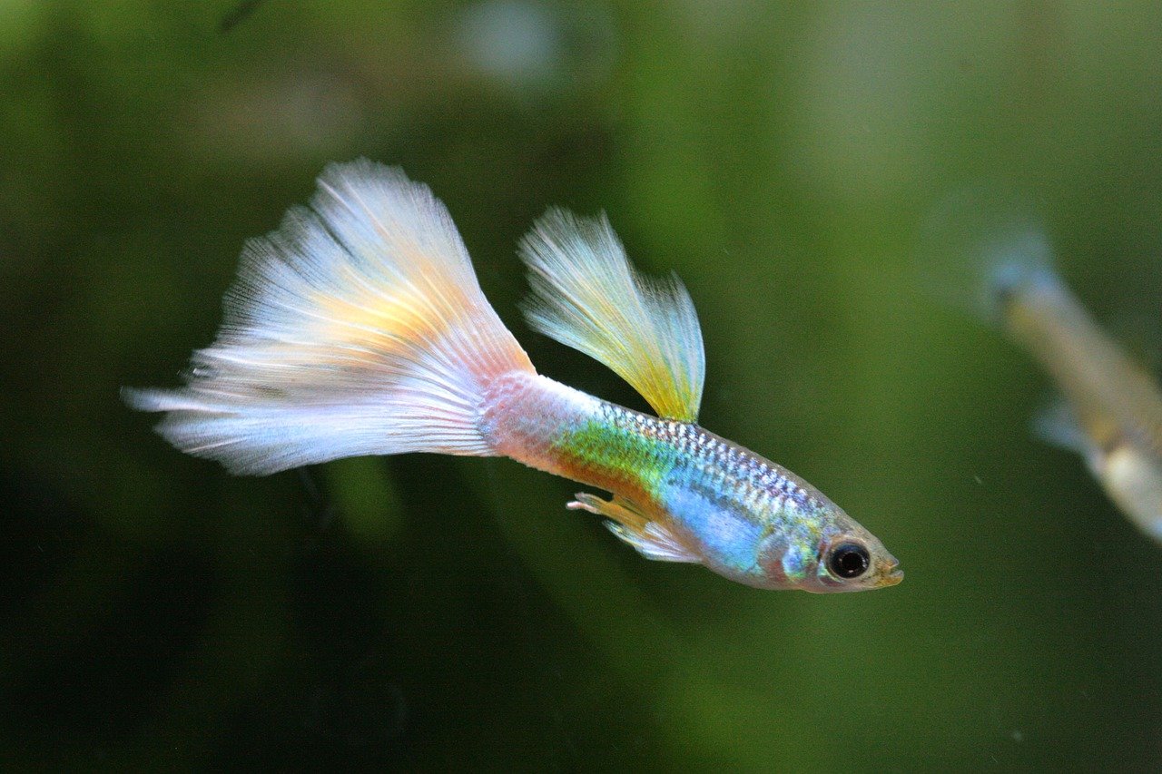 Can you keep male guppies together?