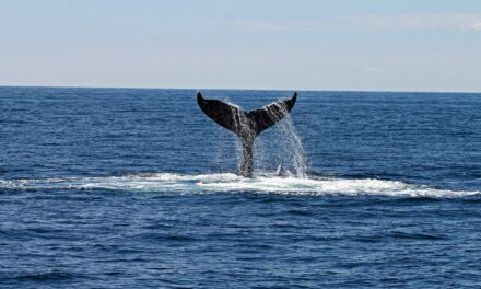 All About Whale Watching on Maui