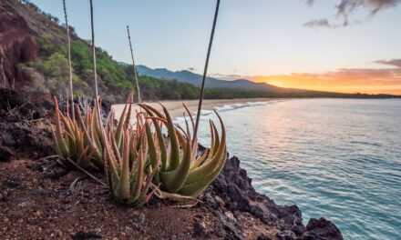 8 Reasons to Love Living in Maui
