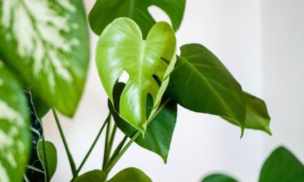 4 Reasons To Have Houseplants Indoors in Your Home or Office