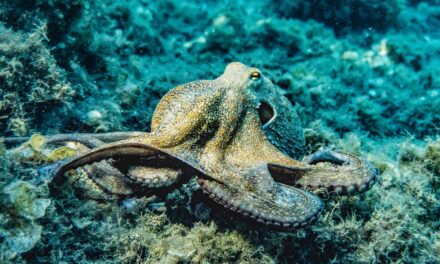My Octopus Teacher: 4 Observations From the Netflix Nature Documentary