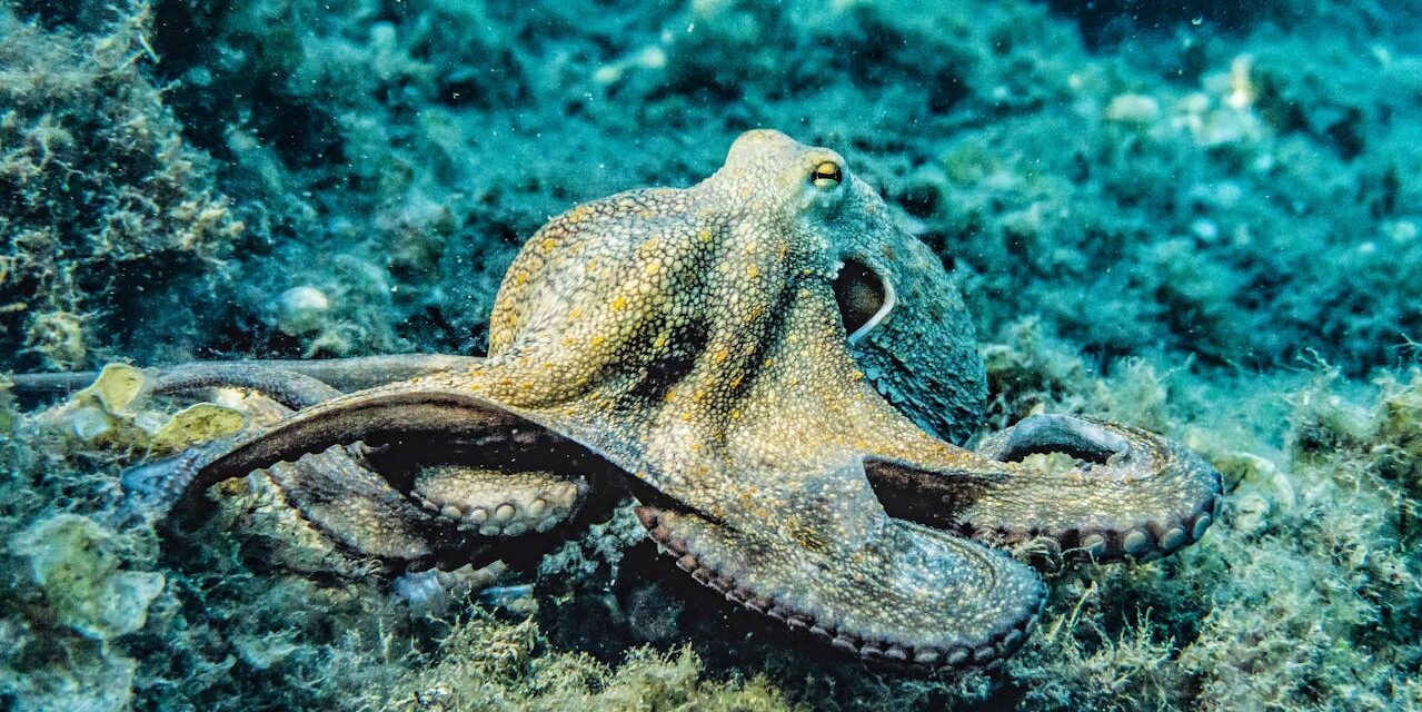 My Octopus Teacher: 4 Observations From the Netflix Nature Documentary