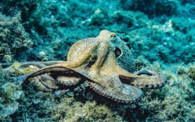 My Octopus Teacher: 4 Observations From the Netflix Nature Documentary