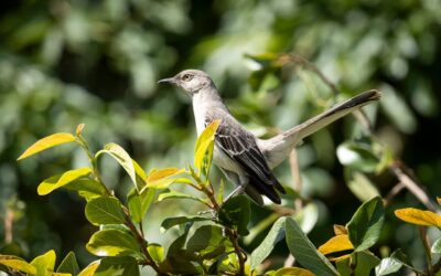 Seabird Lodge Fort Bragg & Mountain Mike’s Pizza — A Northern California Trip