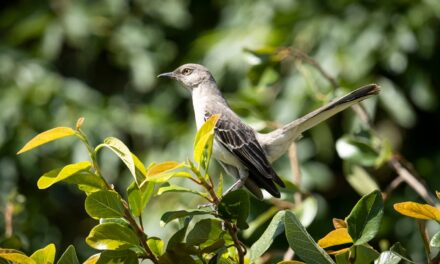 Seabird Lodge Fort Bragg & Mountain Mike’s Pizza — A Northern California Trip