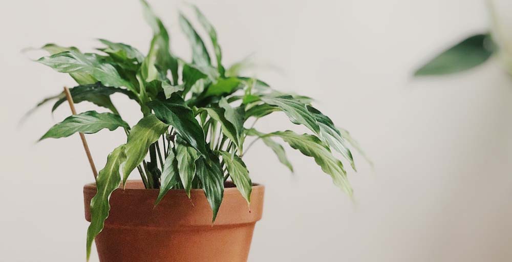Dispose of and trim dying houseplants.