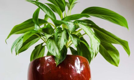 Chinese Evergreen Houseplant (Aglaonema) Care & Cultivation