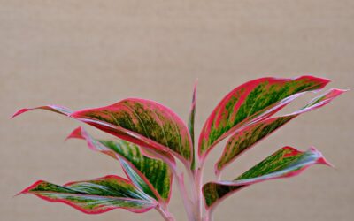 Chinese Evergreen Houseplant (Aglaonema) Care & Cultivation