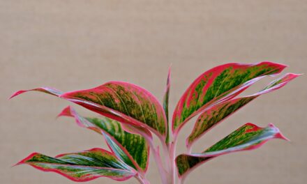 Chinese Evergreen Houseplant (Aglaonema) Care & Cultivation