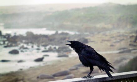 The Crow: Flying High in Dreams