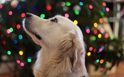 Keeping Your Dog Safe During the Holidays