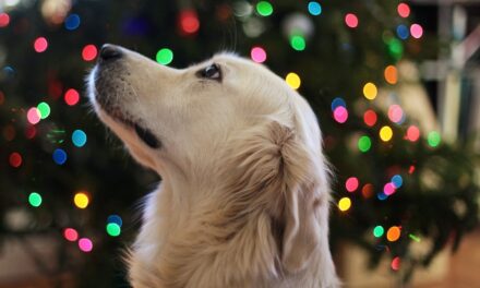 Keeping Your Dog Safe During the Holidays