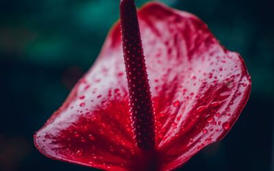 Anthurium Houseplant Indoor Care Instructions