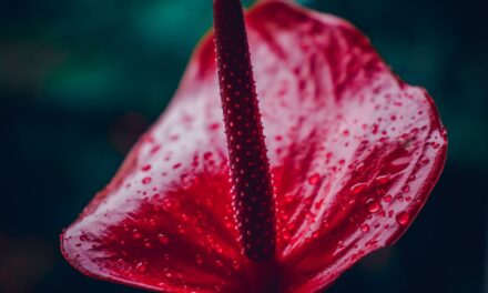 Anthurium Houseplant Indoor Care Instructions