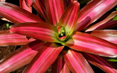 Bromeliad (Bromeliaceae) Houseplant Indoor Care Instructions