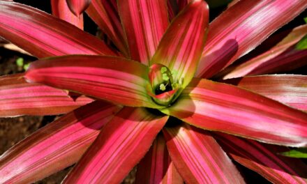 Bromeliad (Bromeliaceae) Houseplant Indoor Care Instructions