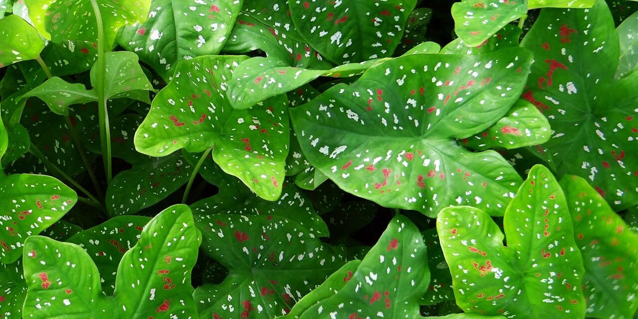 Caladium Houseplant Indoor Care Instructions