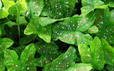 Caladium Houseplant Indoor Care Instructions