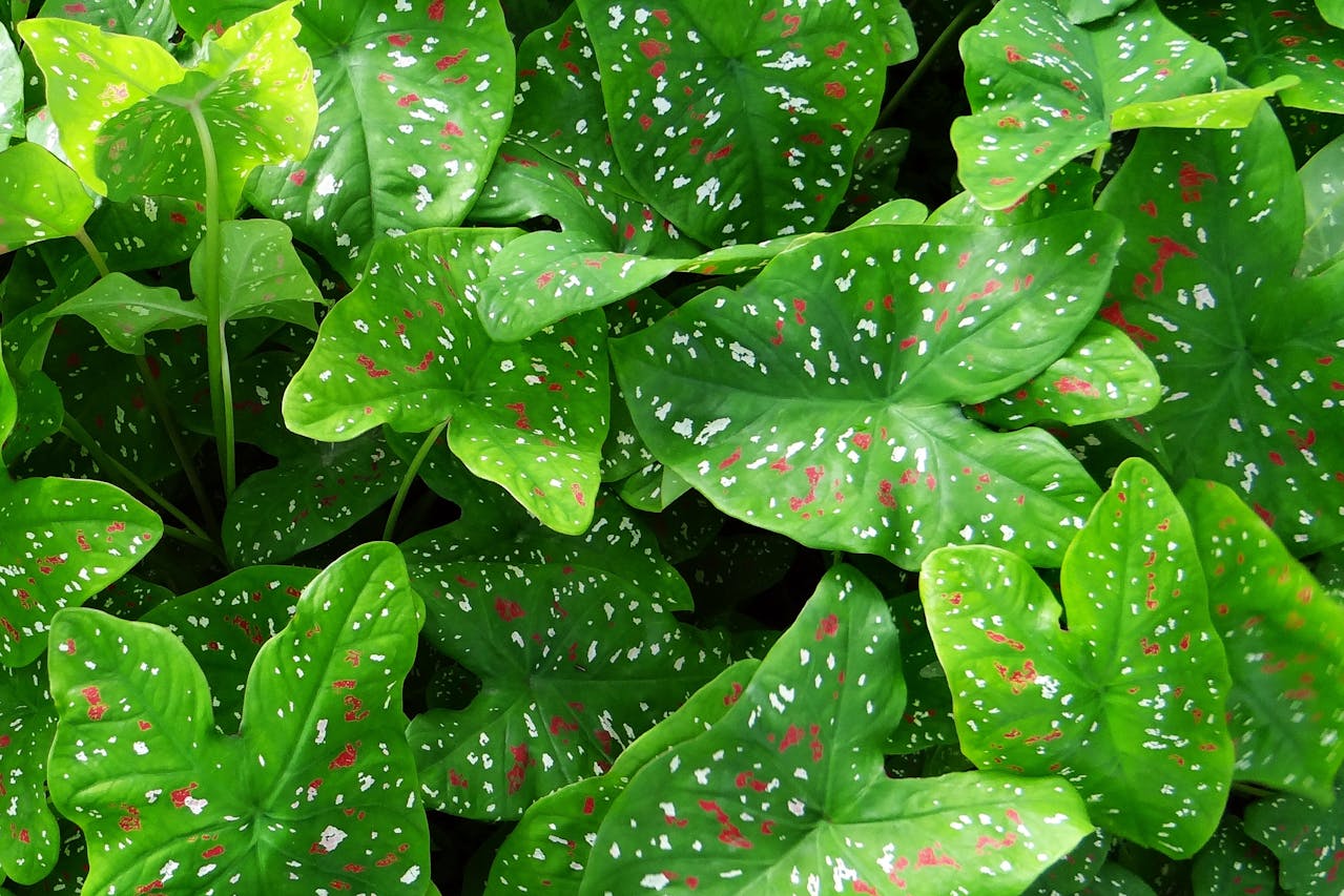 Caladium Houseplant Indoor Care Instructions