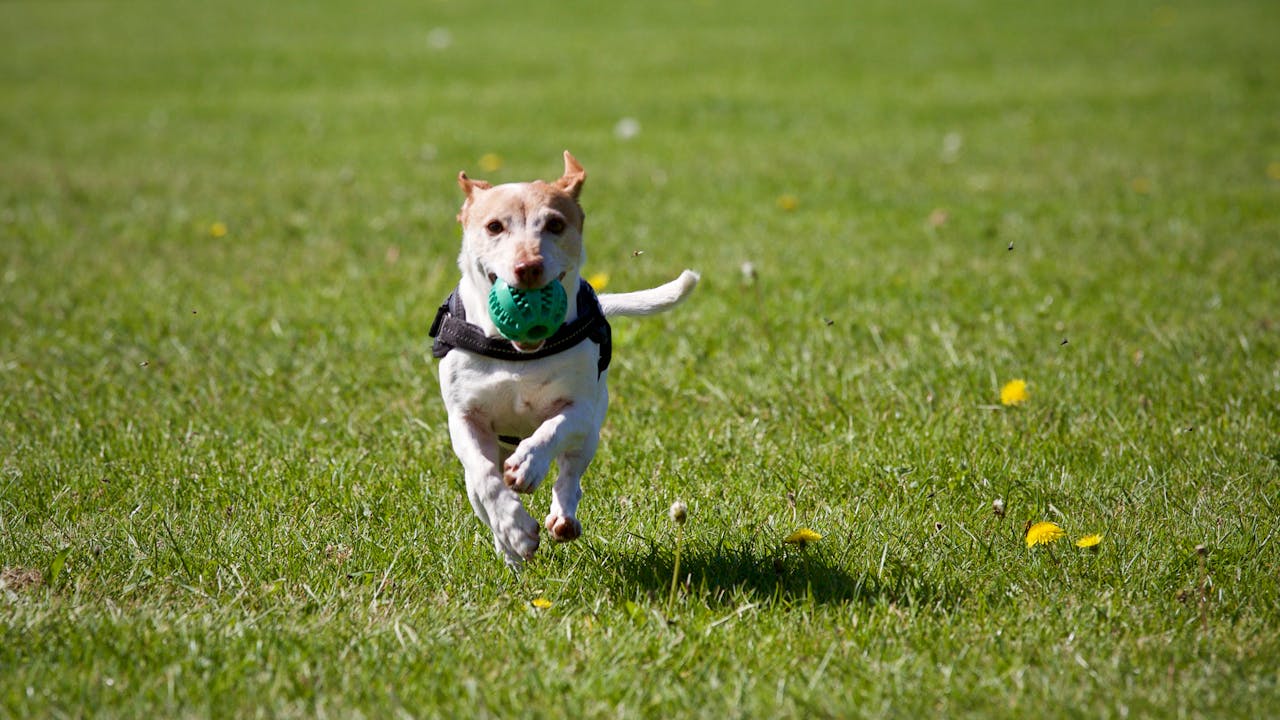 Indoor Activites for Your Dog - Sacramento SPCA