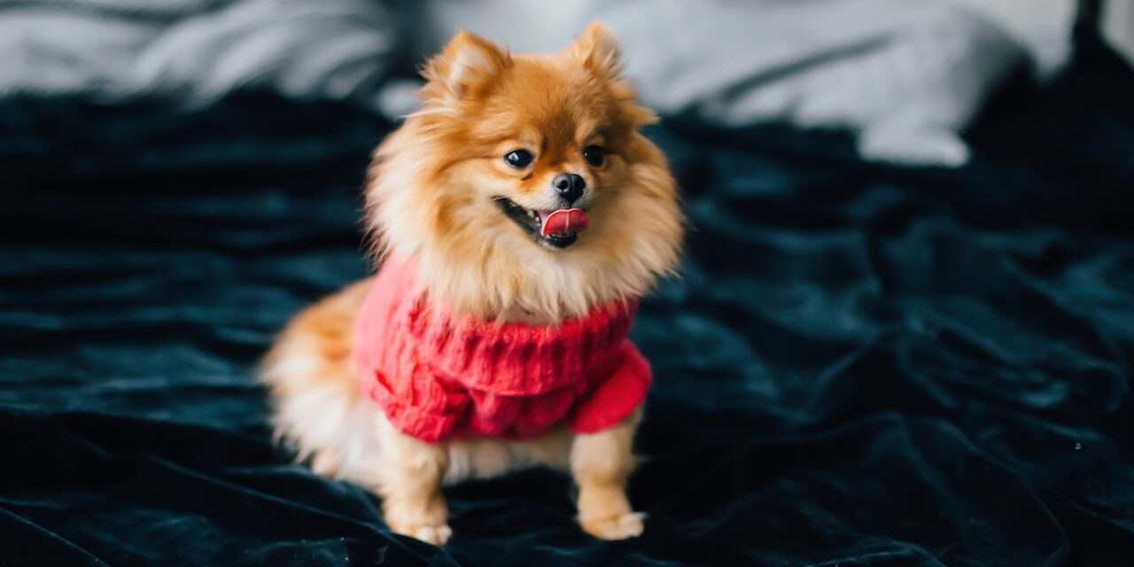 Satan’s Pomeranian—A Short Horror Story