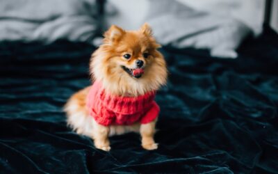 Satan’s Pomeranian—A Short Horror Story