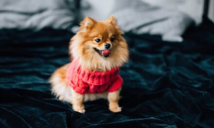 Satan’s Pomeranian—A Short Horror Story