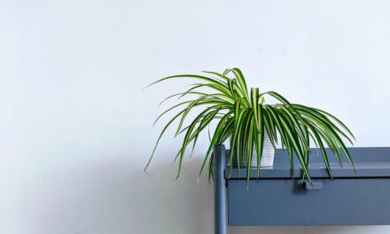 Spider Plant (Chlorophytum Comosum) Houseplant Indoor Care Instructions