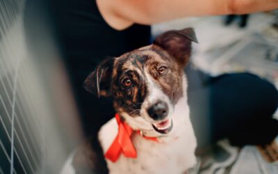 What Do You Need When Adopting a Dog: Rescue Dog Checklist