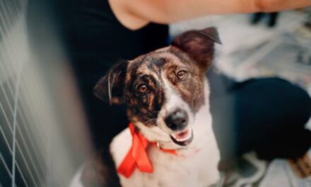 What Do You Need When Adopting a Dog: Rescue Dog Checklist