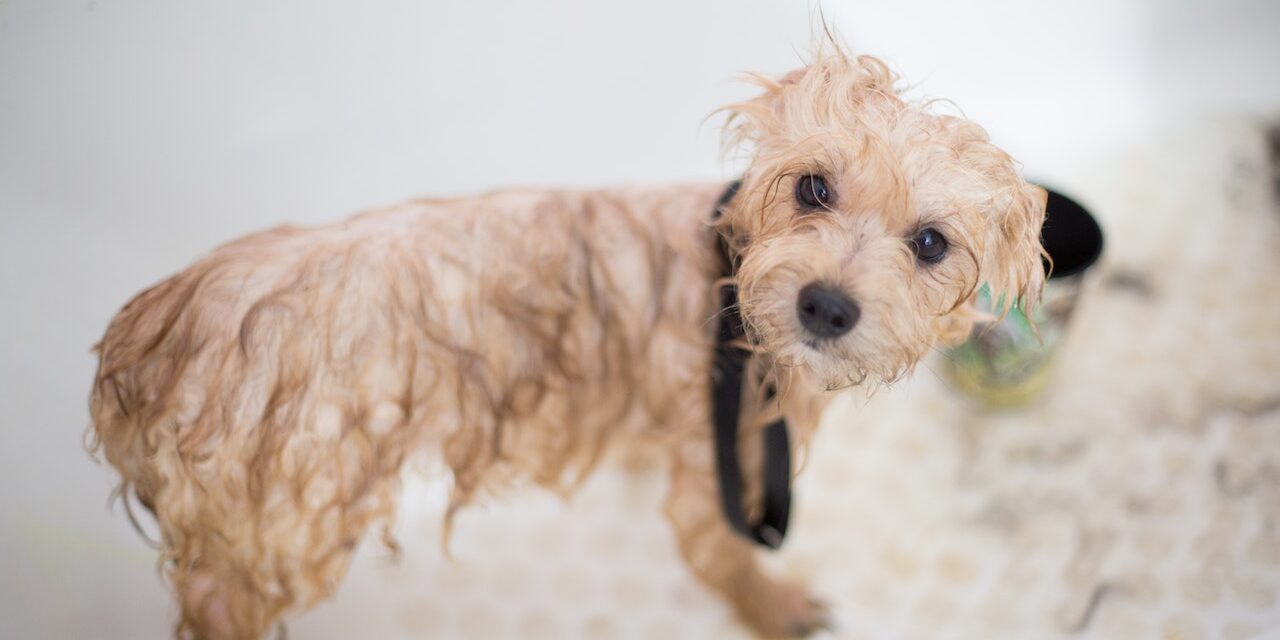 DIY Dog Grooming: A Step-by-Step Guide