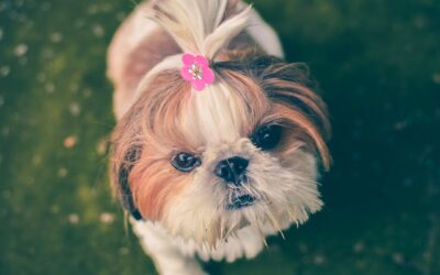 DIY Dog Grooming: A Step-by-Step Guide