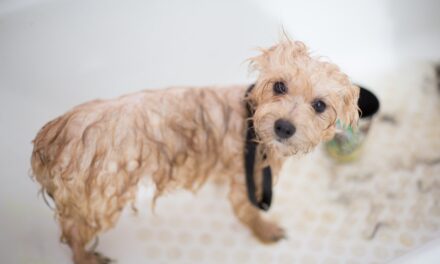 DIY Dog Grooming: A Step-by-Step Guide
