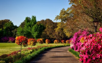 From Movie Magic to Reality: Creating a Secret Garden Sanctuary with Privacy Plants