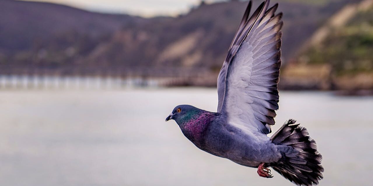 Soaring with the Feathered Champions: The Art of Pigeon Fanciers & Homing Pigeons