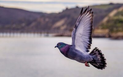 Soaring with the Feathered Champions: The Art of Pigeon Fanciers & Homing Pigeons