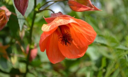 The Abutilon Houseplant: History, Care, and Cultivation Tips