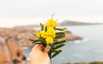 Acacia (Acacia Armata) Houseplant Care