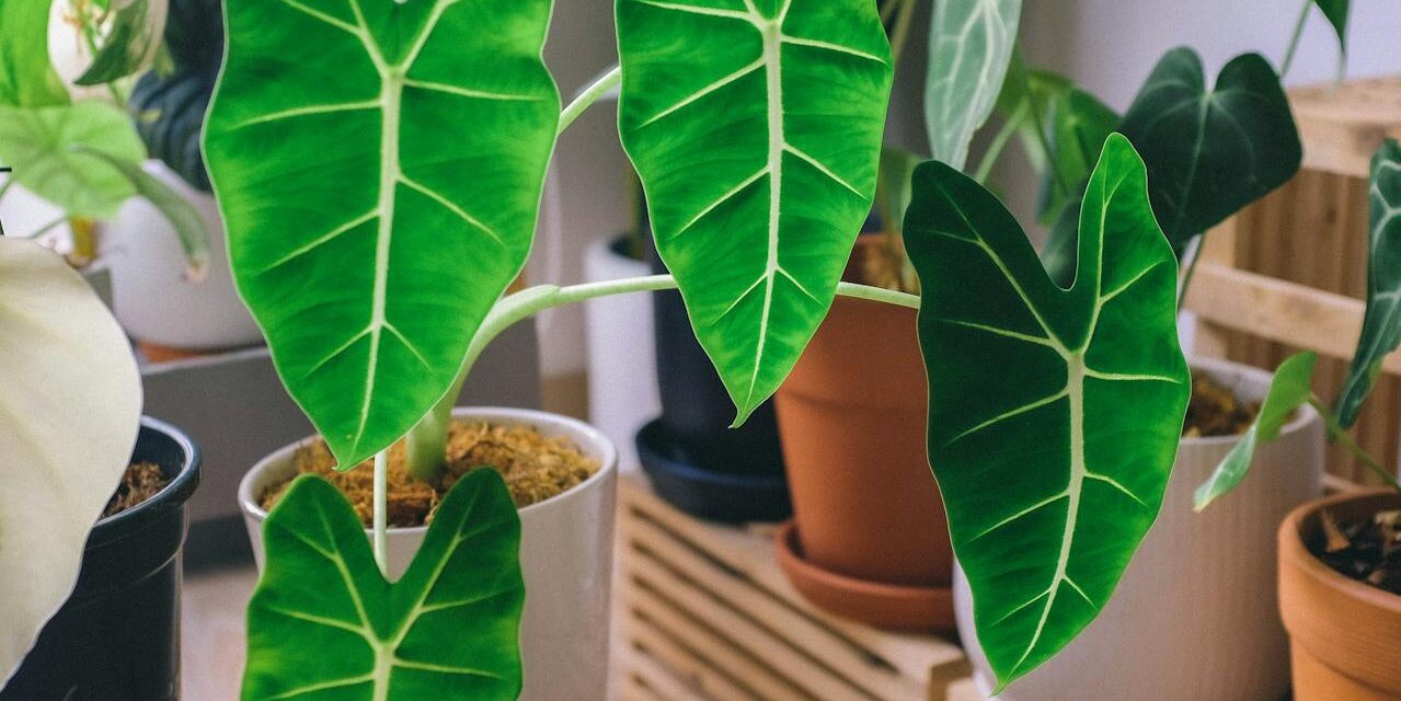 Alocasia Houseplant Care — The Veined Beauty