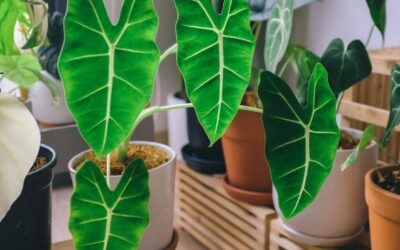 Alocasia Houseplant Care — The Veined Beauty