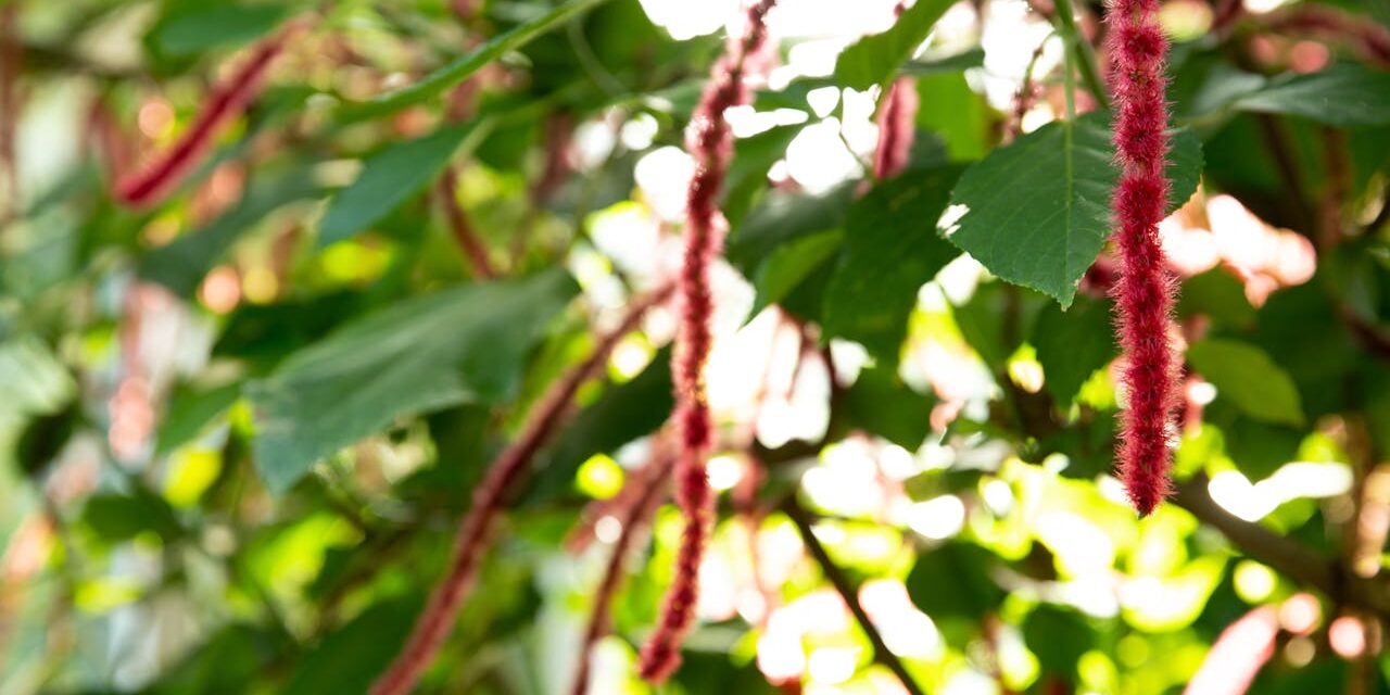 Care of Acalypha (Acalypha Hispida) Houseplants