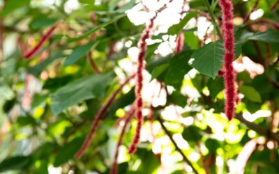 Care of Acalypha (Acalypha Hispida) Houseplants