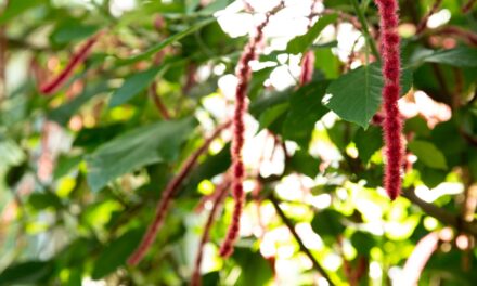 Care of Acalypha (Acalypha Hispida) Houseplants