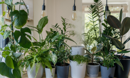 Decorate Your Space: Greenify Home & Office with Houseplants