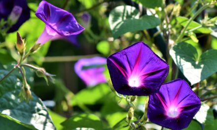 Morning Glories: Tips for Growing Your Own
