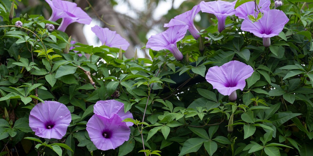 Morning Glories: Tips for Growing Your Own